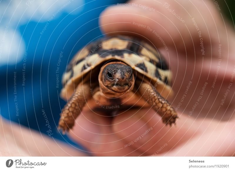 . Hand Finger 1 Mensch Umwelt Natur Tier Wildtier Tiergesicht Schildkröte Schildkrötenpanzer Tierjunges klein nah natürlich niedlich Farbfoto Außenaufnahme