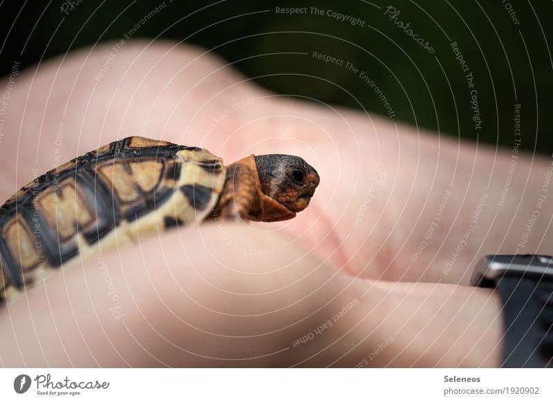 and then I fell in love Hand Finger Umwelt Natur Tier Haustier Wildtier Tiergesicht Schildkröte Schildkrötenpanzer 1 klein nah niedlich Farbfoto Außenaufnahme