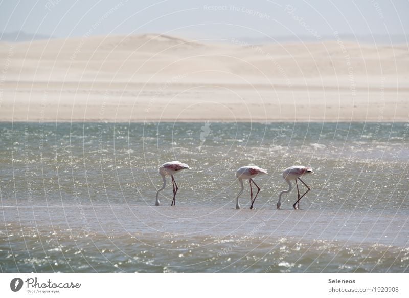 drei auf Nahrungssuche Erholung ruhig Ferien & Urlaub & Reisen Ausflug Abenteuer Ferne Freiheit Sommer Sommerurlaub Sonne Strand Meer Wasser Horizont Küste