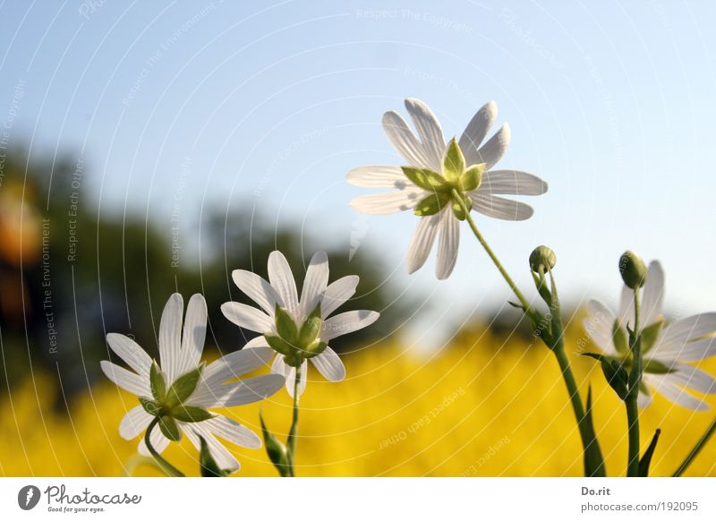 *100* looking for the spring Pflanze Blume Feld ruhig Raps und Flensburglauf 2008 Rapsfeld Rapsanbau Rapsblüte Farbfoto Außenaufnahme Tag Licht