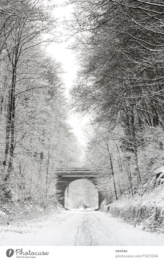 Winterlicher Weg mit Bäumen und Brücke Wege & Pfade Schnee Baum Fußgänger wandern hell braun schwarz weiß Spazierweg Bogen Tente Starke Tiefenschärfe