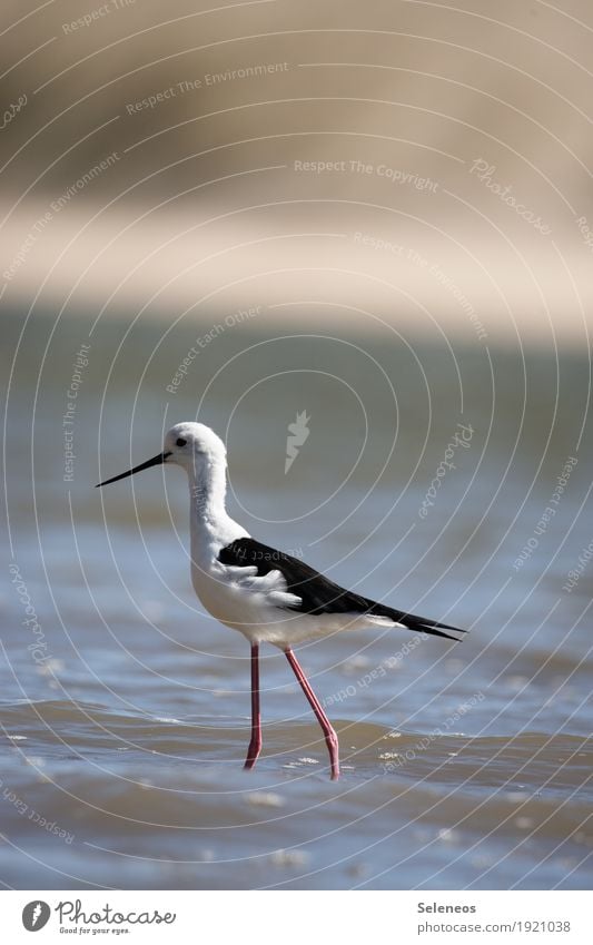 Stelzenläufer Ferne Freiheit Sommer Sommerurlaub Sonne Strand Meer Umwelt Natur Wasser Küste Flussufer Tier Wildtier Vogel Tiergesicht Flügel 1 frei nah nass