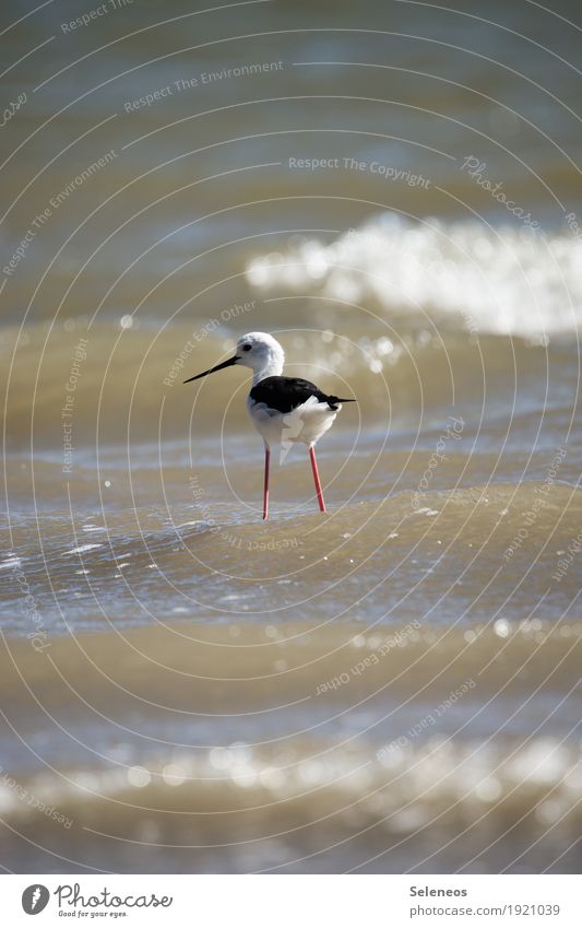 Pinocchio Sommer Sommerurlaub Sonne Strand Meer Wasser Küste Tier Vogel Tiergesicht Stelzenläufer nass natürlich Birding Vogelbeobachtung Farbfoto Außenaufnahme