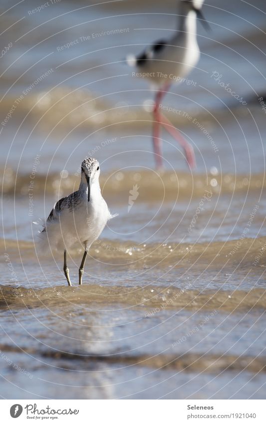 nasse Füße Ausflug Sommer Meer Wellen Umwelt Natur Wasser Küste Seeufer Flussufer Strand Tier Vogel 2 natürlich Ornithologie Farbfoto Außenaufnahme Menschenleer