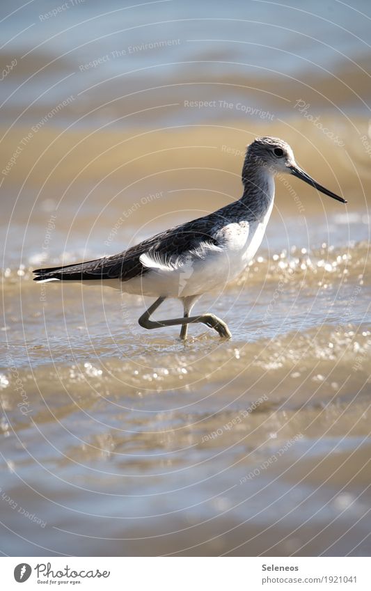 Grünschenkel Umwelt Natur Küste Seeufer Flussufer Strand Meer Tier Wildtier Vogel Tiergesicht Flügel Schnepfenvögel 1 nah natürlich Farbfoto Außenaufnahme