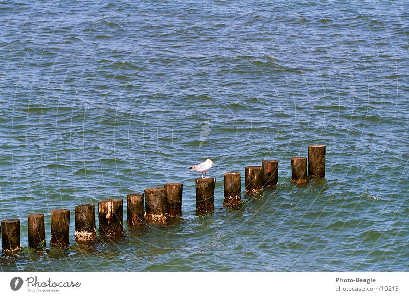 Buhnenbesetzung... ;-) See Meer maritim Möwe Zingst Möwenvögel Ostsee Baltic Sea Wasser sea seaside ocean wave waves holiday holidays vacation