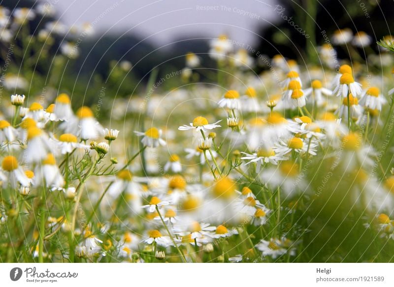 Sommerblumenwiese Umwelt Natur Landschaft Pflanze Schönes Wetter Blume Blatt Blüte Wildpflanze Kamille Feld Blühend Duft Wachstum authentisch natürlich gelb