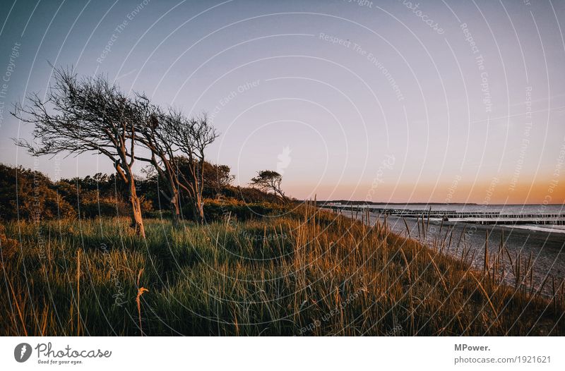 windflüchter Umwelt Natur Landschaft Pflanze Tier Sand Luft Wasser Wolkenloser Himmel Sommer Klima Wetter Schönes Wetter Baum Wald Wellen Küste Strand Nordsee