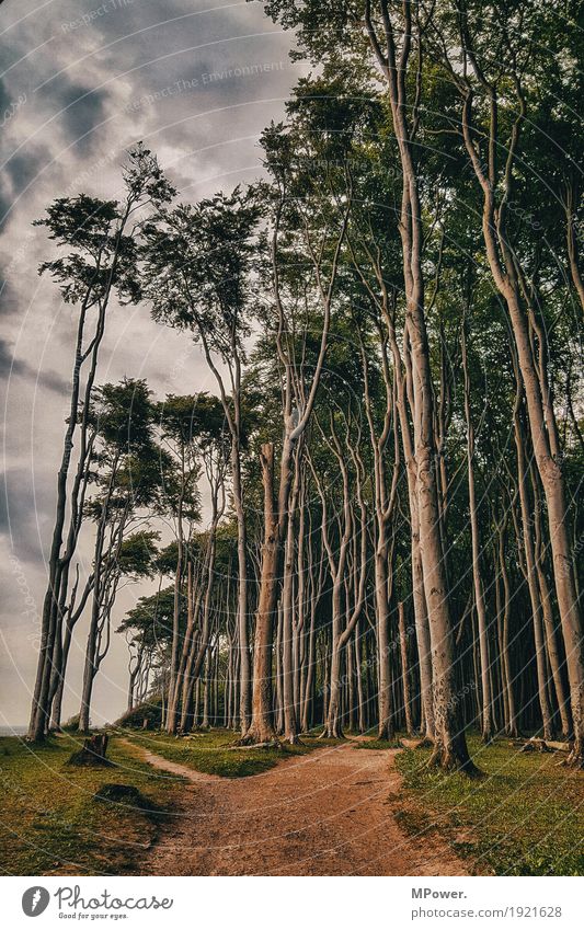 zauberwald Wald Baum spukhaft Wege & Pfade krumm Biegung fantastisch mädchenhaft Märchen Märchenlandschaft Märchenwald Ostsee wandern Ausweg unheimlich Küste