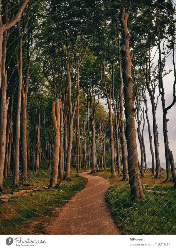 zauberwald Wald Baum spukhaft Wege & Pfade krumm Biegung fantastisch mädchenhaft Märchen Märchenlandschaft Märchenwald Ostsee wandern Ausweg unheimlich Küste