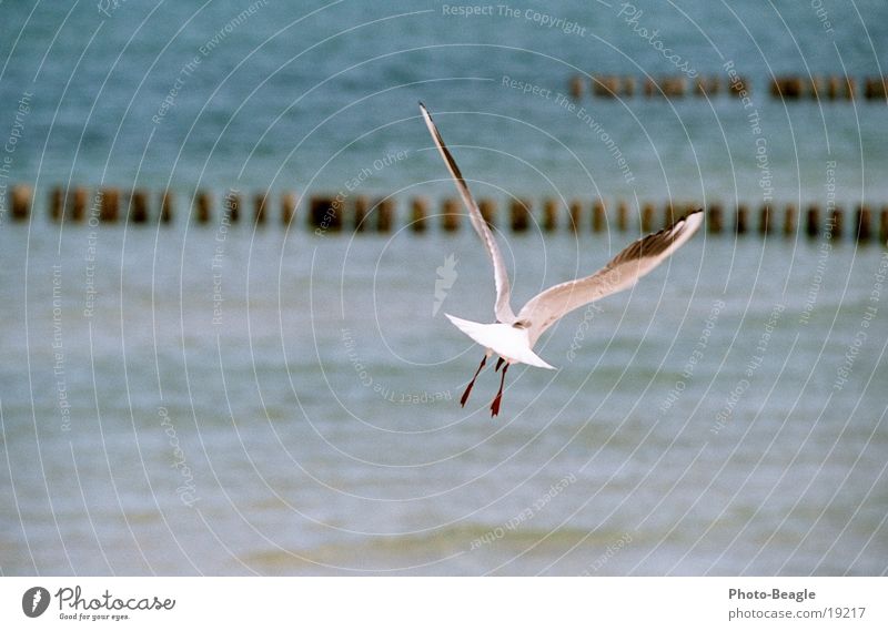 Geier Sturzflug ;-) Möwe Segeln Gleitflug gleiten Wärme See Meer Zingst Möwenvögel Luftverkehr Freiheit Luftströmung Aufwind Ostsee sea seaside ocean wave waves