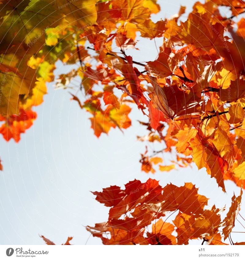 sunny day Umwelt Natur Pflanze Luft Himmel Wolkenloser Himmel Sonnenlicht Herbst Wetter Schönes Wetter Baum Blatt Park fantastisch Fröhlichkeit glänzend schön