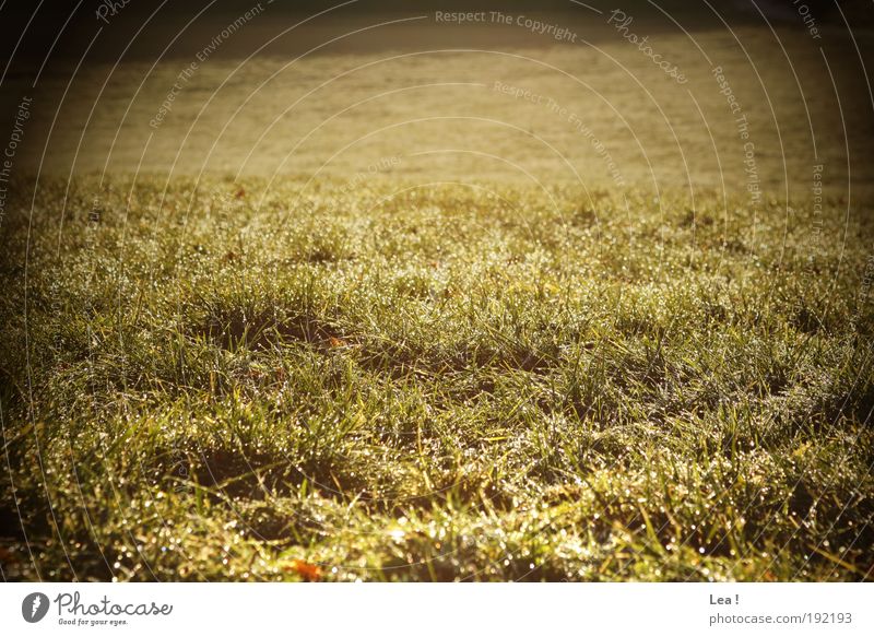 Wintertau Natur Gras Wiese nass natürlich Freiheit Farbfoto Außenaufnahme Tag