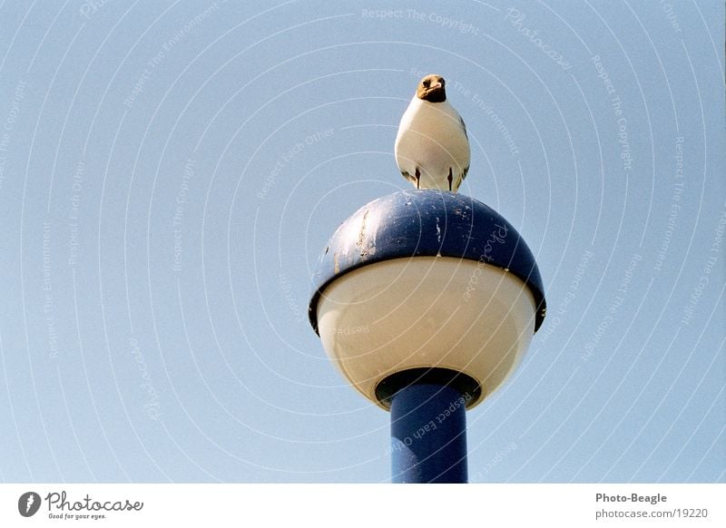 Jonathan? Möwe Laterne Zingster Seebrücke Vogel Möwenvögel Vogelkot dreckig