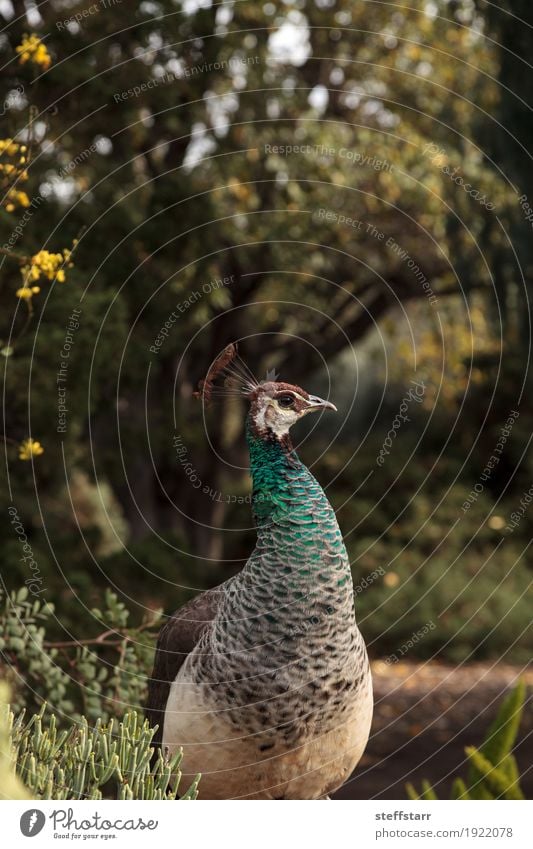 Brown und grünes weibliches Peafowl Pavo muticus Garten Frau Erwachsene Mann Tier Wildtier Vogel 1 blau Pfau Java Pfau Feder Gefieder Anzeige Paarung