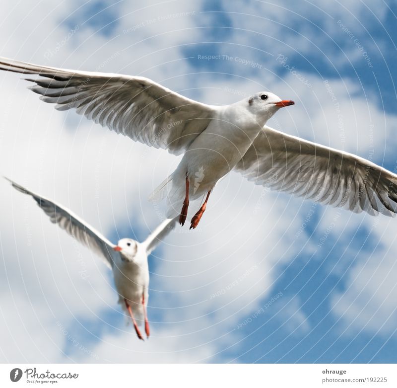 Die Möwen Ferien & Urlaub & Reisen Ausflug Ferne Freiheit Tier Luft Himmel Wolken Vogel Flügel Möwenvögel 2 Tierpaar fliegen ästhetisch elegant Mut Ausdauer