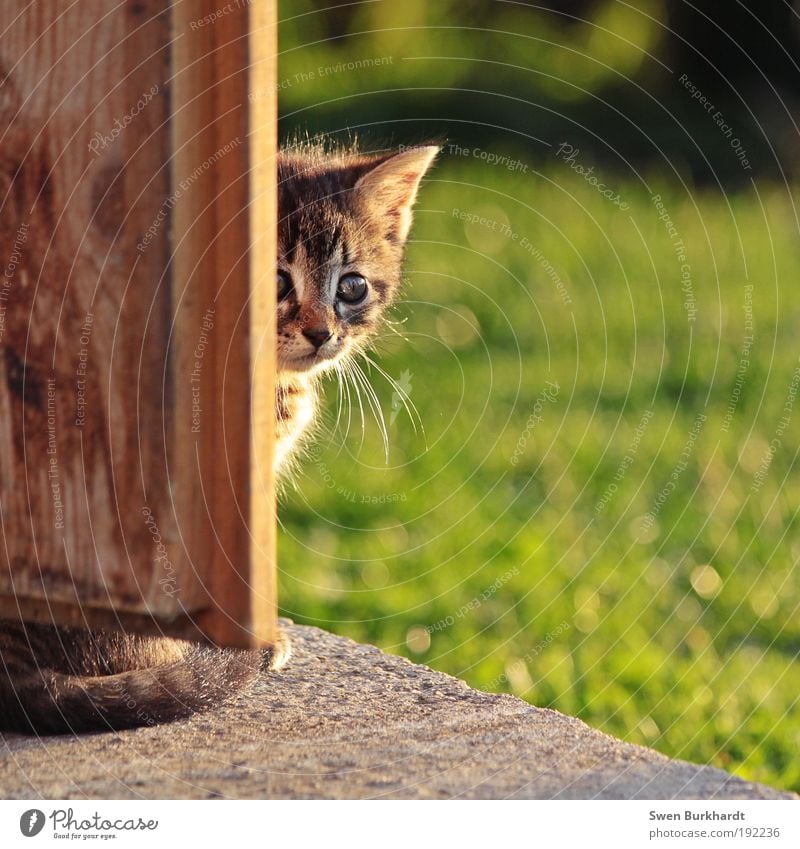 Ich habe Angst Sommer Schönes Wetter Gras Tür Tier Haustier Katze Fell 1 Tierjunges Beton Holz berühren füttern streichen kuschlig natürlich wild braun grau