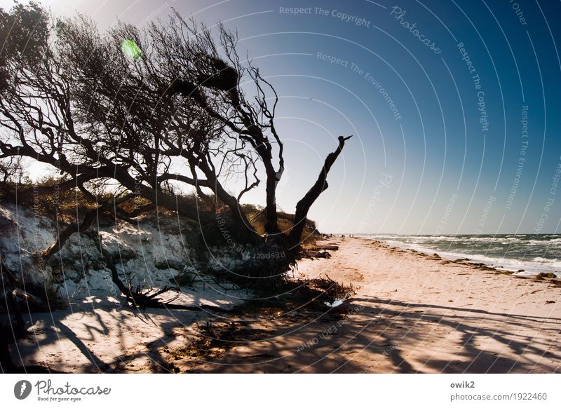 Wind im Haar Menschengruppe Umwelt Natur Landschaft Pflanze Wasser Wolkenloser Himmel Horizont Klima Schönes Wetter Baum Windflüchter Zweige u. Äste Küste