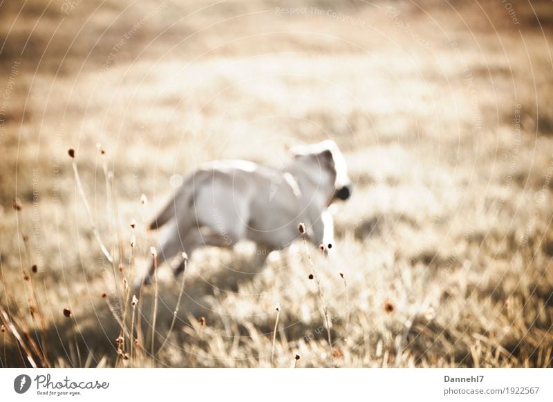 Dummytraining Jagd Sonne Natur Pflanze Sommer Blume Gras Feld Tier Haustier Hund 1 rennen springen Erfolg muskulös natürlich braun gelb gold orange weiß Kraft