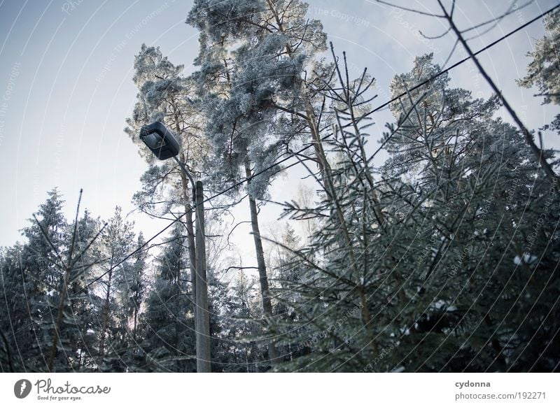 Frostig Umwelt Natur Wolkenloser Himmel Winter Eis Baum Wald ästhetisch Einsamkeit Freiheit geheimnisvoll Idee Leben Nostalgie ruhig stagnierend träumen Verfall