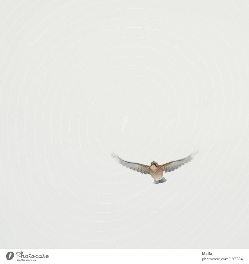 Entgegenkommen Umwelt Natur Tier Luft Himmel Wildtier Vogel Eichelhäher 1 fliegen frei hell klein natürlich niedlich Bewegung Freiheit Leben rein Farbfoto