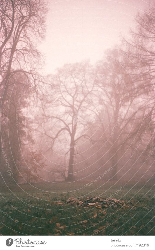 Steinhaufen im Nebel Natur Landschaft Herbst Baum Gras Park fantastisch grün Wiese ruhig grau Textfreiraum Winter kahl Farbfoto Gedeckte Farben mehrfarbig