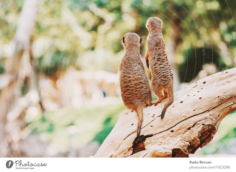 Erdmännchen oder Suricate Familie (Suricata Suricatta) in Afrika Familie & Verwandtschaft Natur Tier Baum Wald Wildtier 2 Tiergruppe Tierpaar beobachten