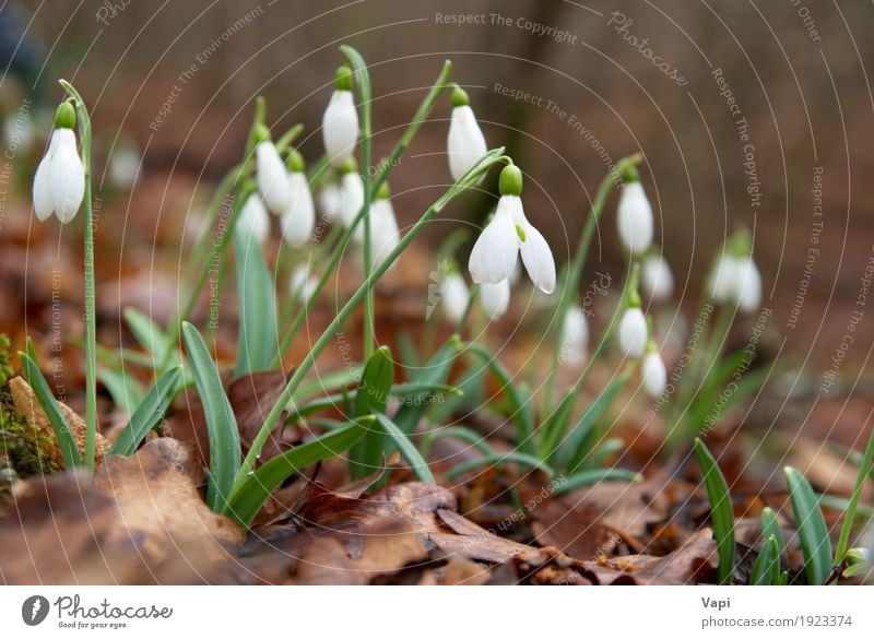 Frühlingsblumen - weiße Schneeglöckchen im Wald Winter Garten Natur Landschaft Pflanze Blume Gras Blatt Blüte Wildpflanze Park Wiese Tropfen frisch natürlich