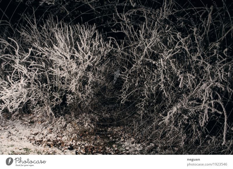 komischer Ort Natur Landschaft Pflanze Winter Schnee träumen Tod Einsamkeit Angst Entsetzen Todesangst gefährlich Unglaube Gewalt kalt poetisch seltsamer Ort