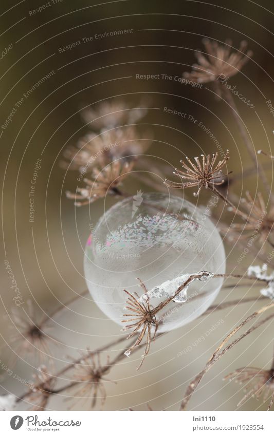 gefrorene Seifenblase hängt an getrockneter Dolde des Wiesenkerbels Freude Freizeit & Hobby Kinderspiel Natur Pflanze Winter Eis Frost Blume Garten Park Feld