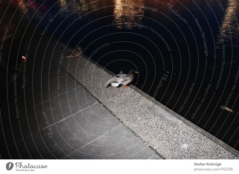 Alster-Ente Hafenstadt Menschenleer Mauer Wand Terrasse Tier Flügel 1 Stimmung dunkel Reflexion & Spiegelung Wasser Erpel Pflastersteine Farbfoto Außenaufnahme