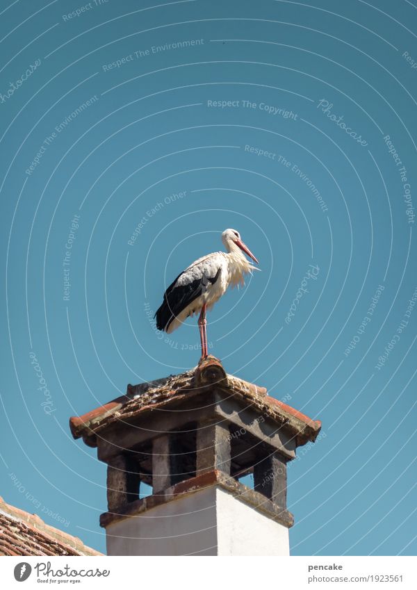 ostwind Himmel Wolkenloser Himmel Turm Dach Wildtier Vogel 1 Tier authentisch Storch Schornstein Dachziegel Wind Erwartung Baby Frühling Frühlingsgefühle