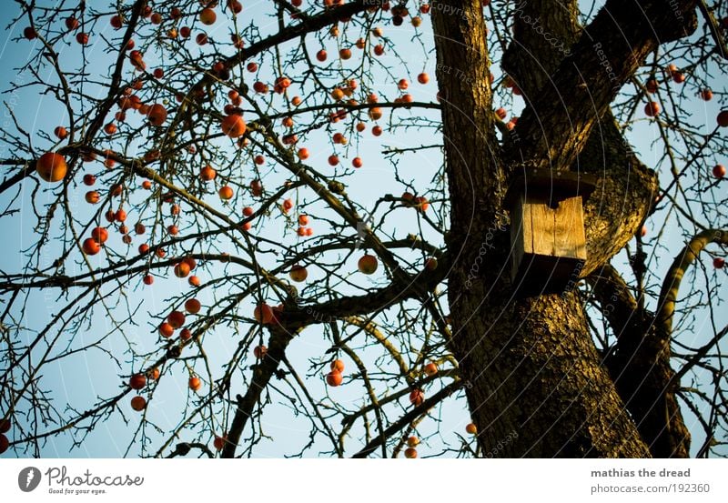 APFELBAUM Frucht Apfel Umwelt Natur Pflanze Wolkenloser Himmel Winter Schönes Wetter Eis Frost Schnee Baum Garten Vogel hängen Baumstamm Ast kahl leer rot rund