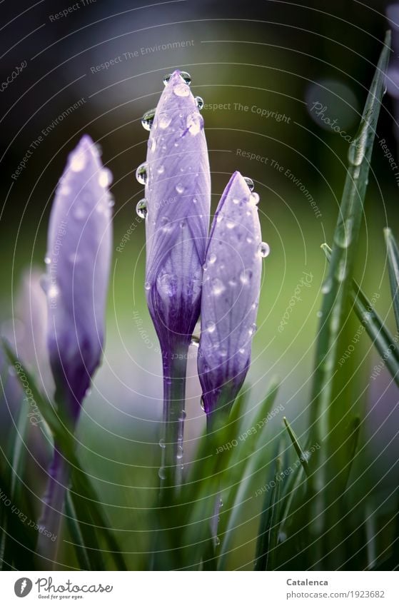 Nasse Krokusse V Natur Pflanze Frühling Blume Blüte Garten Blühend Duft Wachstum ästhetisch schön nachhaltig braun grün violett Fröhlichkeit Frühlingsgefühle