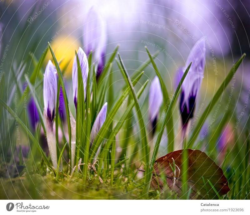 Nasse Krokusse III Natur Pflanze Wassertropfen Frühling Blume Blüte Garten Blühend Wachstum ästhetisch schön nachhaltig natürlich braun gelb grün violett rosa