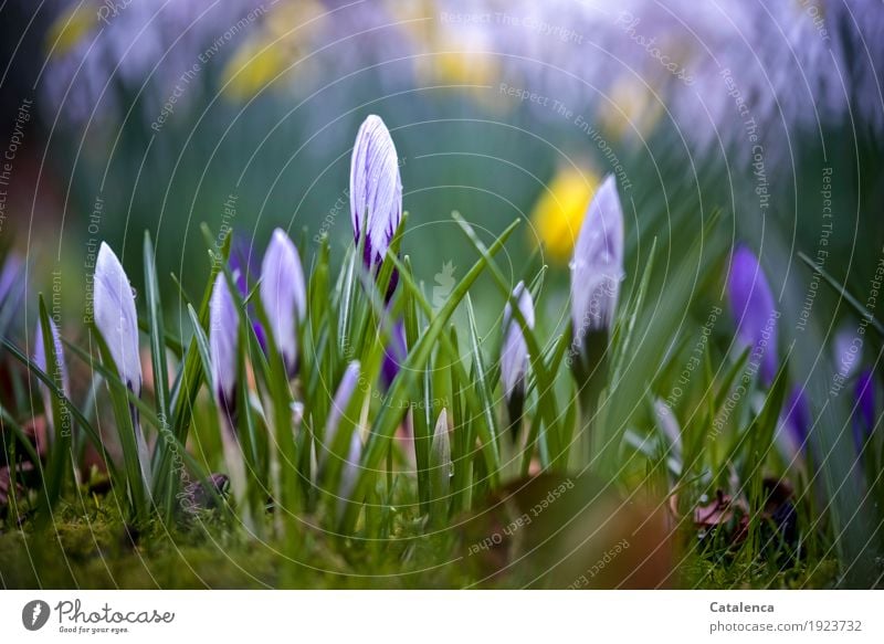 Nasse Krokusse Natur Pflanze Wassertropfen Frühling Blume Blüte Garten Blühend Wachstum ästhetisch schön natürlich gelb grün violett weiß Fröhlichkeit