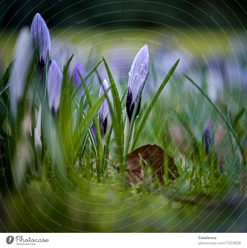 Nasse Krokusse II Natur Pflanze Wassertropfen Frühling Blume Blüte Garten Blühend Wachstum ästhetisch schön nachhaltig natürlich braun grün violett weiß