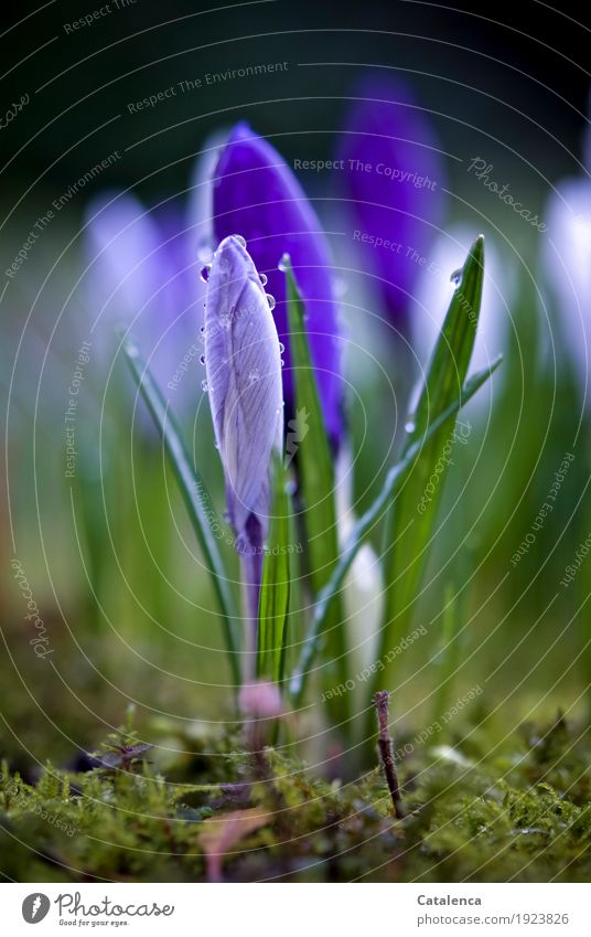 Nasse Krokusse IV Natur Pflanze Wassertropfen Frühling Blume Moos Blüte Garten Blühend Duft Wachstum ästhetisch schön nachhaltig braun grün violett weiß