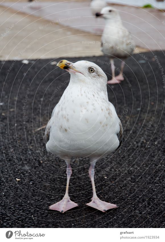 Neugierige Möwe Meeresvogel Tier Vogel Tierjunges Natur Schwarm Tierporträt Blick Auge Schnabel Feder stehen Erwartung Umwelt Ornithologie warten geduldig