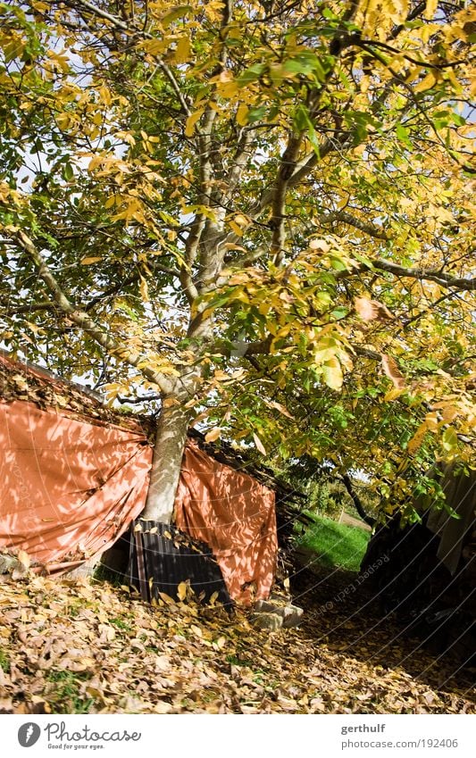 Sonniger Herbst Natur Pflanze Schönes Wetter Baum Blatt verblüht alt Ende Farbfoto Außenaufnahme Menschenleer Tag Licht Schatten Kontrast Sonnenlicht