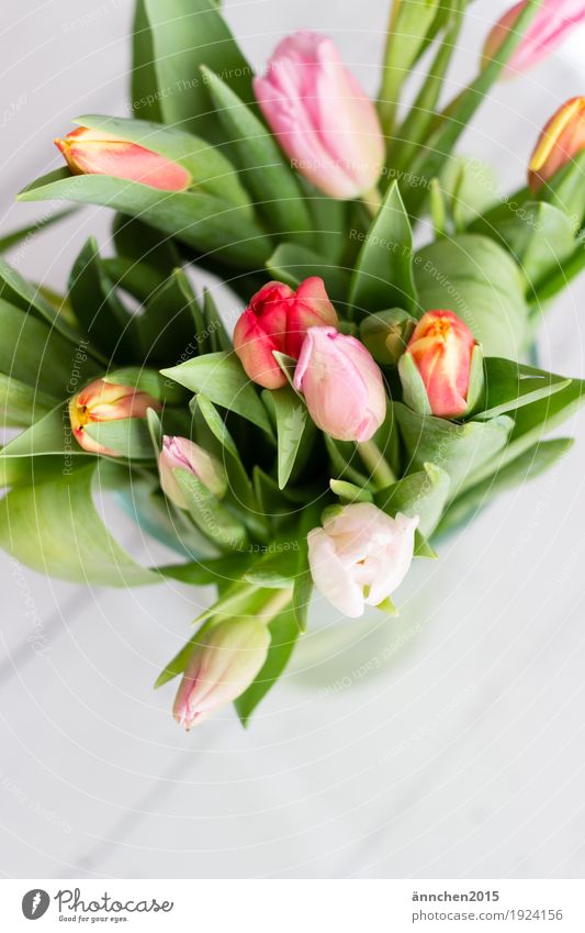 Frühlingserwachen Tulpe Blume Pflanze Blumenstrauß Liebe mehrfarbig grün weiß gelb rosa rot orange hell