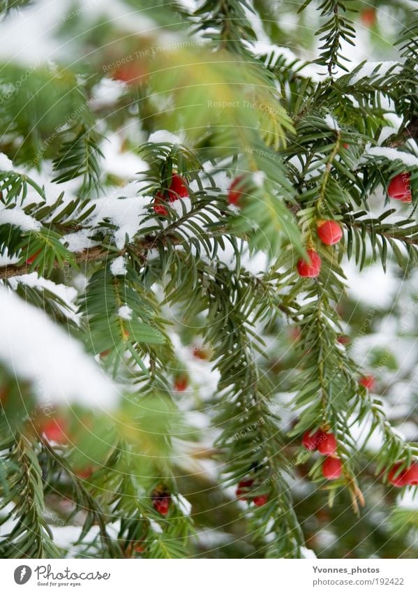 Tricolore Winter Schnee weiß Tanne Tannennadel rot Vogelbeeren Nadelbaum Frost Eis gefroren Natur bezaubernd Spaziergang Winterspaziergang Eibe Gift kalt