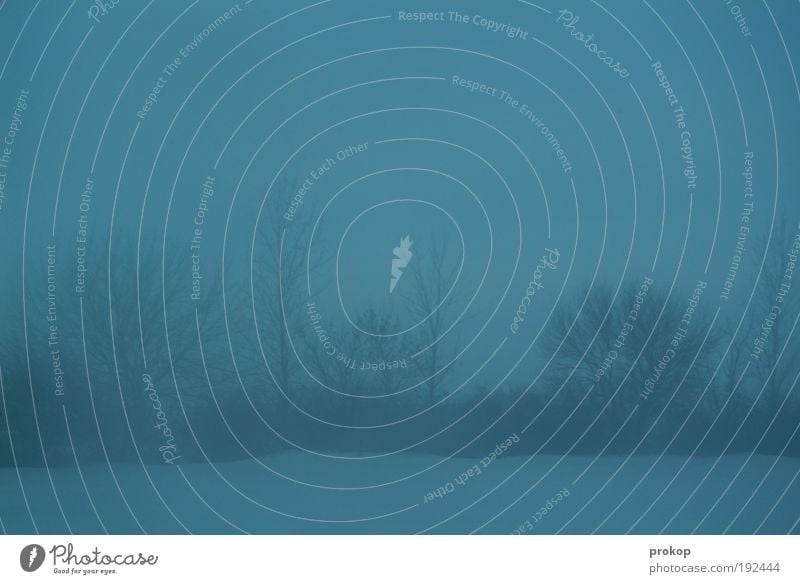 Schneegrenze Natur Landschaft Pflanze Himmel Winter schlechtes Wetter Nebel Eis Frost Baum Feld Wald dunkel Ferne Sehnsucht Fernweh Einsamkeit träumen Farbfoto