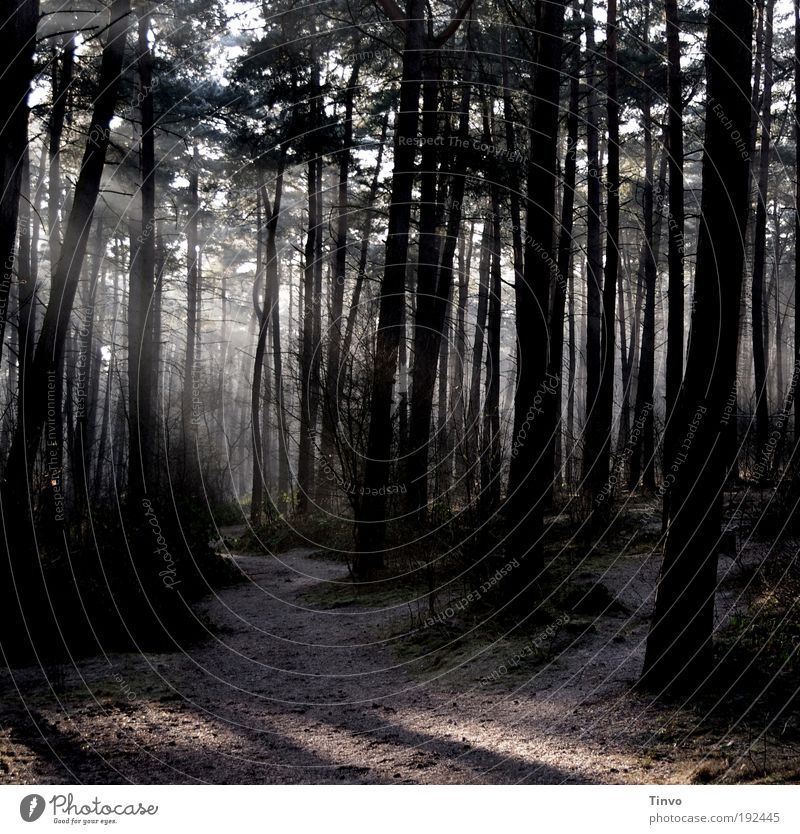 dawn is breaking Umwelt Natur Erde Schönes Wetter Baum Wald dunkel Stimmung Verschwiegenheit Einsamkeit Hoffnung ruhig Nadelwald Tanne Wege & Pfade