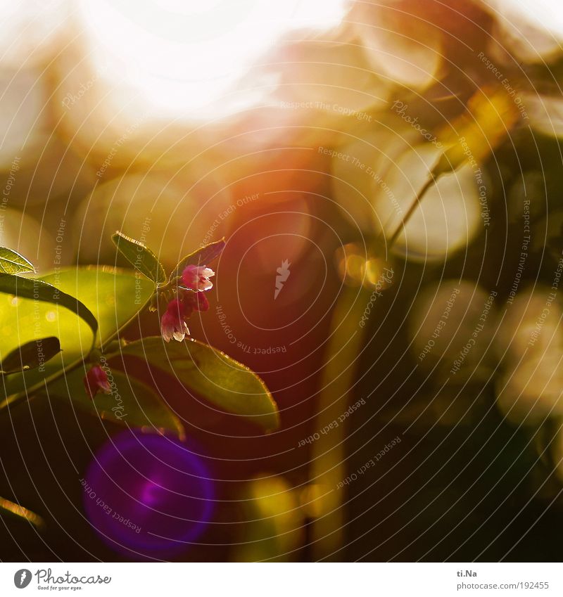 für den kleinen Sonnenschein Umwelt Natur Landschaft Tier Frühling Sommer Schönes Wetter Pflanze Sträucher Blatt Blüte Grünpflanze Park Wiese Blühend Erholung