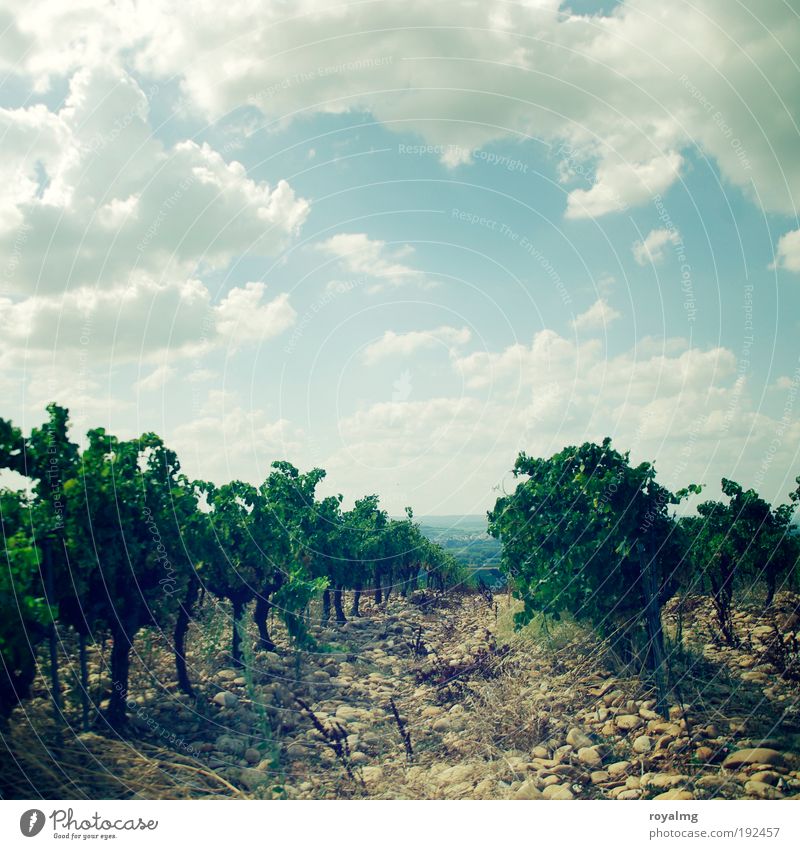 Châteauneuf-du-Pape Sommer Sommerurlaub Sonne Himmel Wolken Pflanze Nutzpflanze authentisch Weinbau Weinberg Weintrauben Weinblatt Weinlese Farbfoto