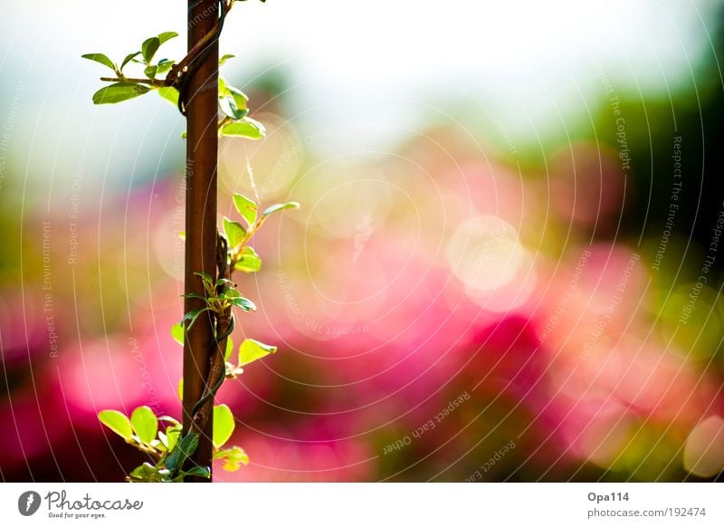 Bokehlicious Umwelt Natur Pflanze Luft Sonnenlicht Frühling Sommer Wetter Schönes Wetter Wärme Sträucher Blatt Blüte Grünpflanze Park atmen Blühend Duft