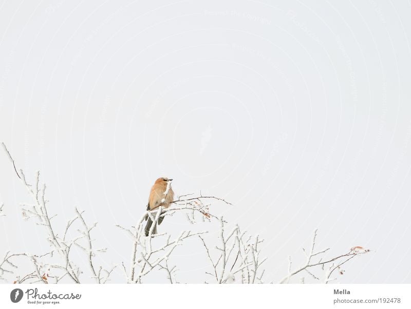 Obenauf Umwelt Natur Pflanze Tier Himmel Winter Klima Klimawandel Wetter Eis Frost Schnee Baum Ast Wildtier Vogel Eichelhäher 1 hocken sitzen frei hell schön