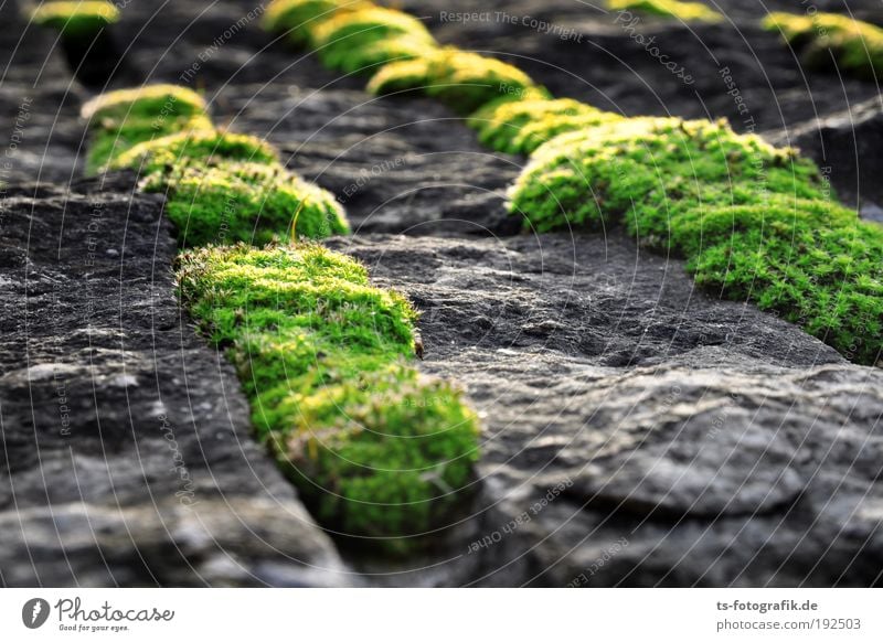 Moos hamma Umwelt Natur Pflanze Urelemente Erde Klima Gras Wachstum Evolution Quelle Feld Granit Stein Beton Zeichen Blühend schleimig grau grün schwarz Erfolg