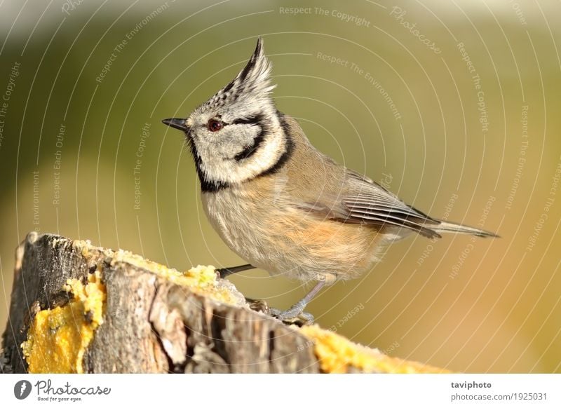 Schöner Gartenvogel am Zufuhr schön Winter Umwelt Natur Tier Wald Vogel beobachten sitzen klein natürlich niedlich wild braun grün schwarz verziert Titte